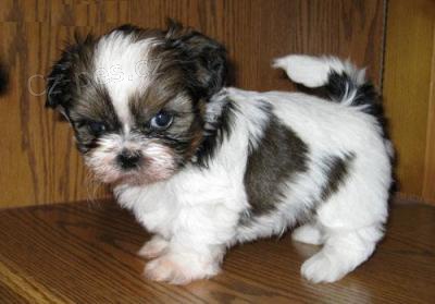 Shih-tzu, i-tzu ttka s PP