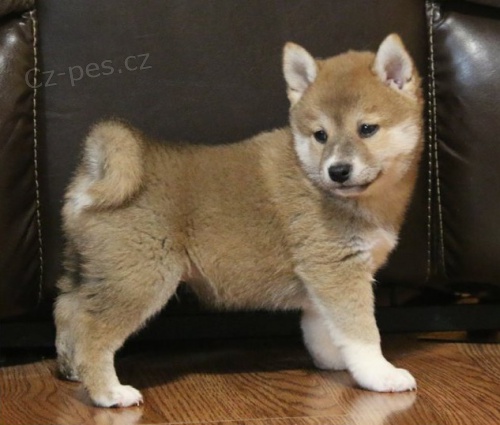 Shiba inu