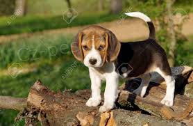 tata beagle pipraveni jt ven.