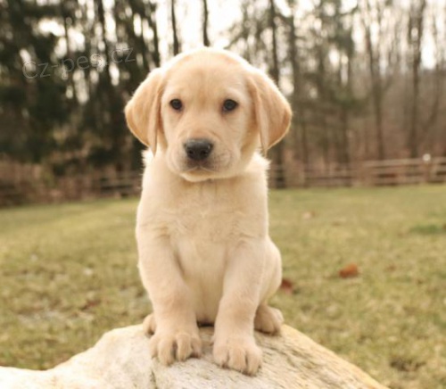 Seznamte se s tmi hezkmi taty Labrador Retirever.