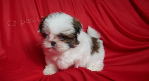 tentka SHIH-TZU s PP