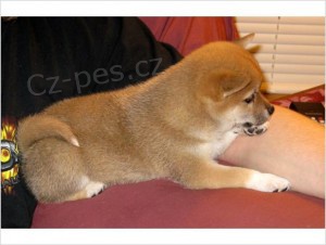 Prodm tenata SHIBA INU s PP.