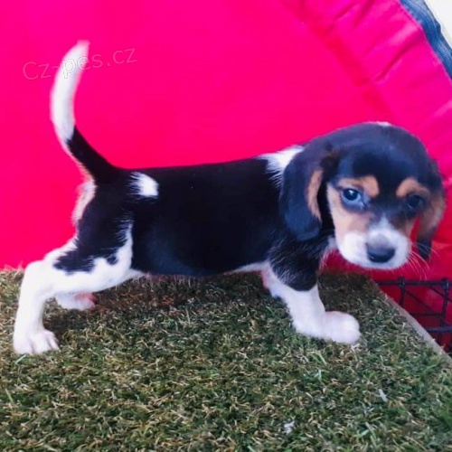 Roztomil tata Beagle