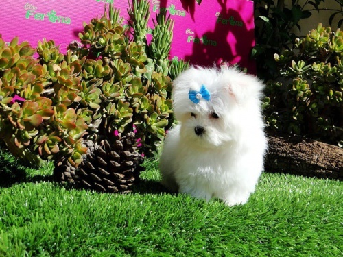 maltsk� �t���tka