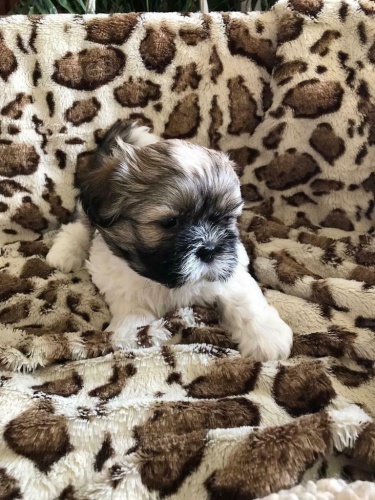 tata shih tzu