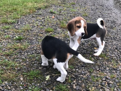 Musk a ensk Beagle