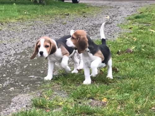 Musk a ensk Beagle