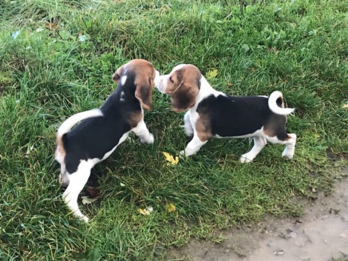 Musk a ensk Beagle