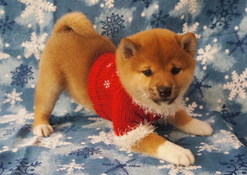 shiba inu tata k dispozici zdarma