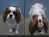 Krl Charles Spaniel tata k adopci