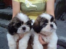 Shih-tzu, i-tzu tentka s PP