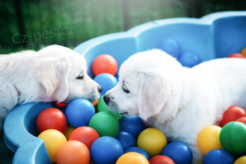 �t��ata zlat�ho retr�vra