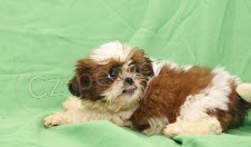 tata Shih Tzu