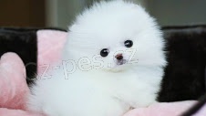 Nmeck pic pomeranian