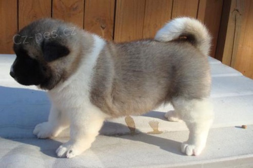 Akita-inu tata na prodej