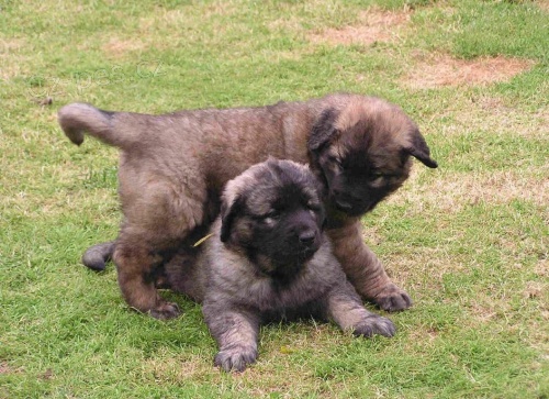 ohromujc tata leonberger pipravena