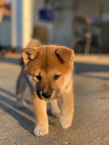 tata Shiba Inu - 11 tdn star