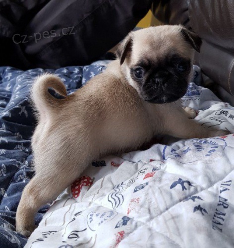 Domc *zvedl (Pug (tata pro dobr domov