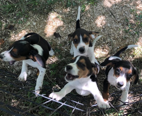 Beagle tata Hezk ern ti tata beagle. 11 tdn. Prvn a druh vstel a byl oderven. Pijte s jejich natenm zznamem.