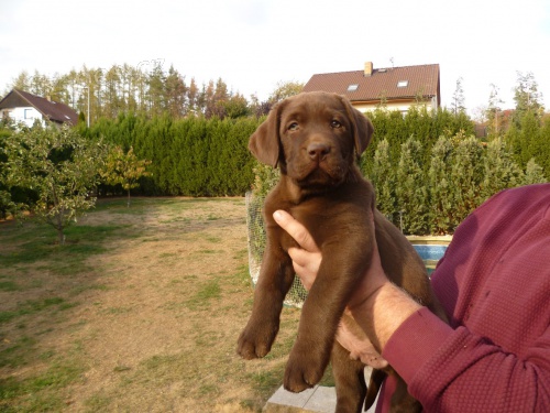 Labradorsk retriever