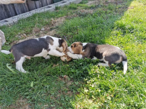 Rozkon Beagle tata pro hledn milujc domov.Velmi krsn andadorable. ckc registrovn. Jsou pipraveni jt do svch domov navdy