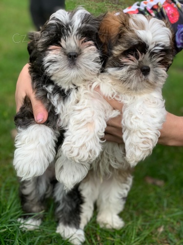 Mui a samice Shih Tzu tata pro milovnky domcho mazlka.Jsou 11 tdn star, veterin zkontrolovn, oderven a maj vechny zznamy veterine aktuln. Nae ttka jsou dobe vycvien a velmi socializovan.