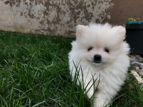 Prodious POMERANIAN tata pro dobr domovy