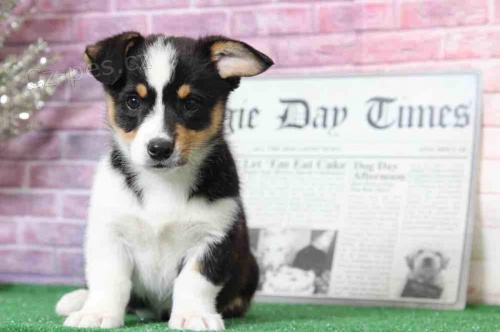 Tato krsn ttka Pembroke Welsh Corgi jsou pln energie a budou pro vai rodinu skvlmi mazlky. Potebuj domov, kde