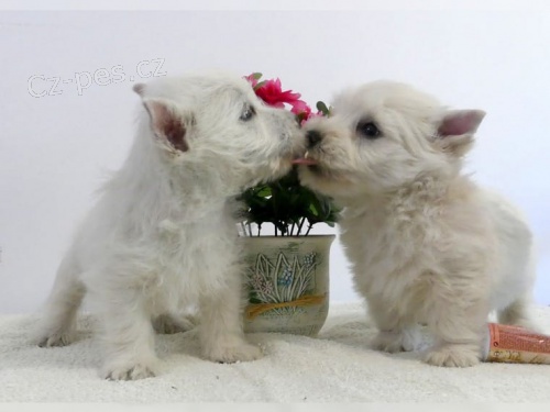 West Highland Terrier tata pro nov domov