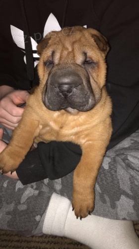 domc vychovv shar pei  tata k dispozici pro nov domy