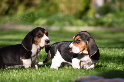 Basset Hound tata tata jsou opravdov milence, miluj sv Basset Hound mazlky, budou astn uvolnn leet na zdech nebo bhat na jeho rozcuchanch nohch. O tatech