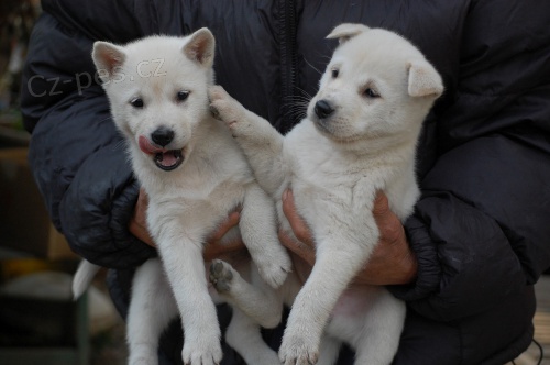 kishu - inu tata pipravena a hledaj nov domy co nejdve