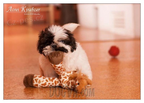 ttka shih-tzu