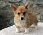 12 tdn welsh Corgi Pembroke tata k dispozici$$%