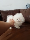 pomeranian mini DE LUX