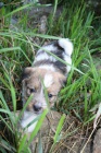 Jack Russel terier s PP