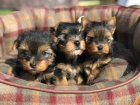 N�dhern� �t��ata Yorkshire Terrier