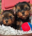 N�dhern� �t��ata Yorkshire Terrier