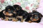 Hezk� �t��ata Yorkshire Terrier