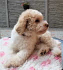 Lagotto Romagnolo - Italsk vodn pes