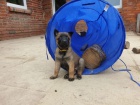 tata belgickch malinois zoufale hledaj nov domy