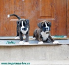 teata - boxer, Impressia-Box