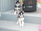 12tdenn tata Husky !!
