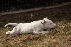 Bull Terrier tata K adopci