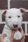 Bull Terrier tata K adopci