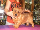 Norfolk Terrier