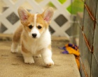 Velsk Pembroke Corgis Kc Reg