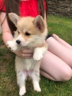 Veltina Corgi (Pembroke)