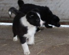 tata Border Collie k adopci. Byl bych vdn, kdybyste m mohli kontaktovat co nejdve