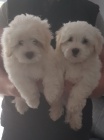 Roztomil istokrevn ttka reg coton de tulear